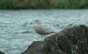 Glaucous Gull at Paglesham Lagoon (Steve Arlow) (55345 bytes)